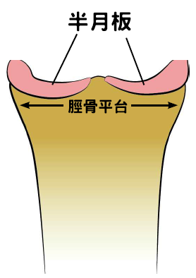 半月板